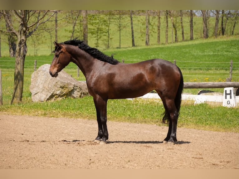 Pur-sang anglais Croisé Jument 7 Ans 152 cm Bai cerise in Fresno