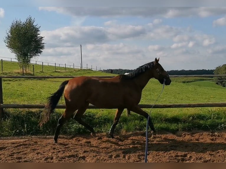 Pur-sang anglais Jument 7 Ans 156 cm Bai in Lindlar