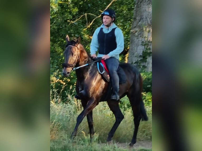 Pur-sang anglais Jument 7 Ans 160 cm Bai brun foncé in Beckingen