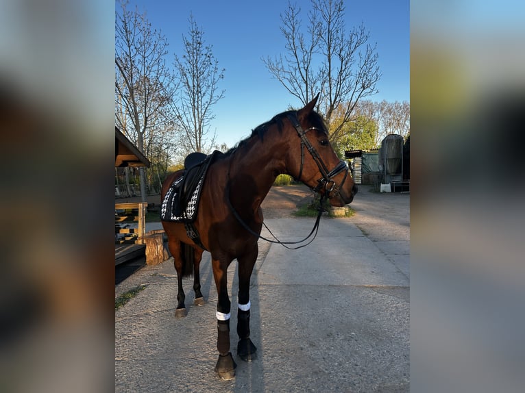 Pur-sang anglais Jument 7 Ans 160 cm Bai in Hamburg Lohbrügge