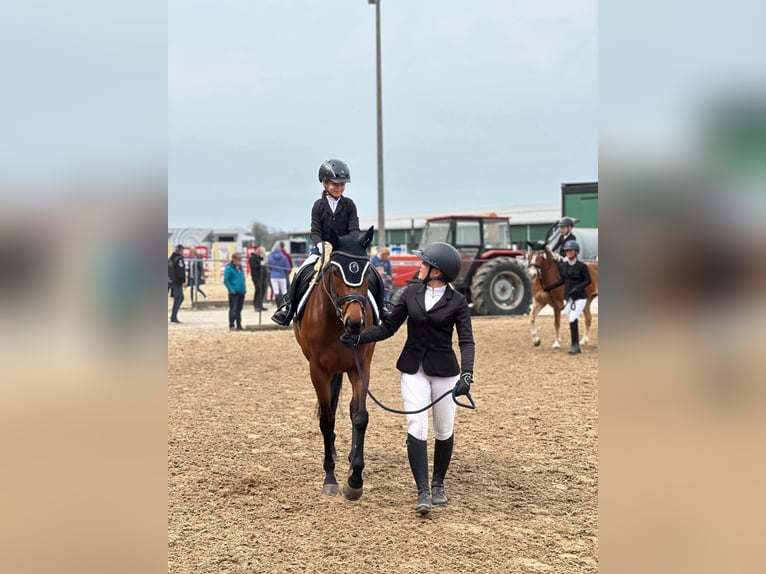 Pur-sang anglais Jument 7 Ans 160 cm Bai in Oberding