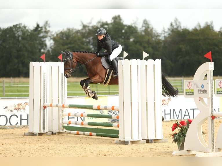 Pur-sang anglais Jument 7 Ans 160 cm Bai in Oberding