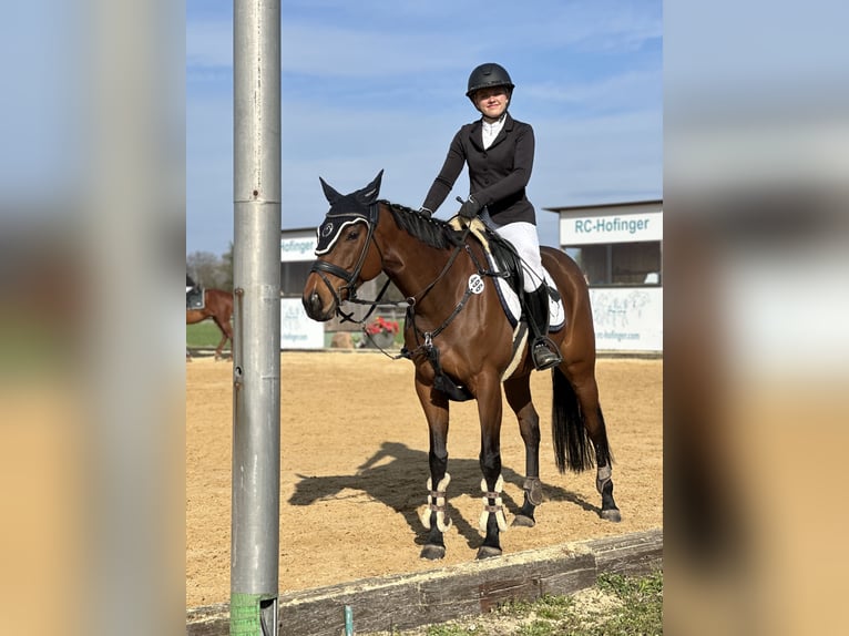 Pur-sang anglais Jument 7 Ans 160 cm Bai in Oberding