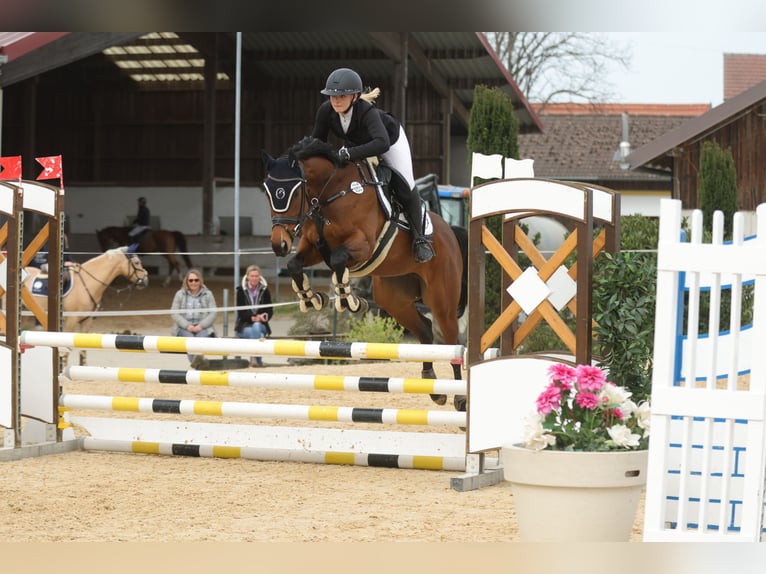 Pur-sang anglais Jument 7 Ans 160 cm Bai in Oberding