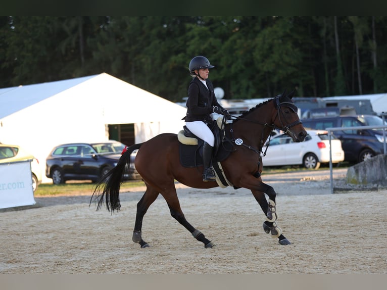 Pur-sang anglais Jument 7 Ans 160 cm Bai in Oberding