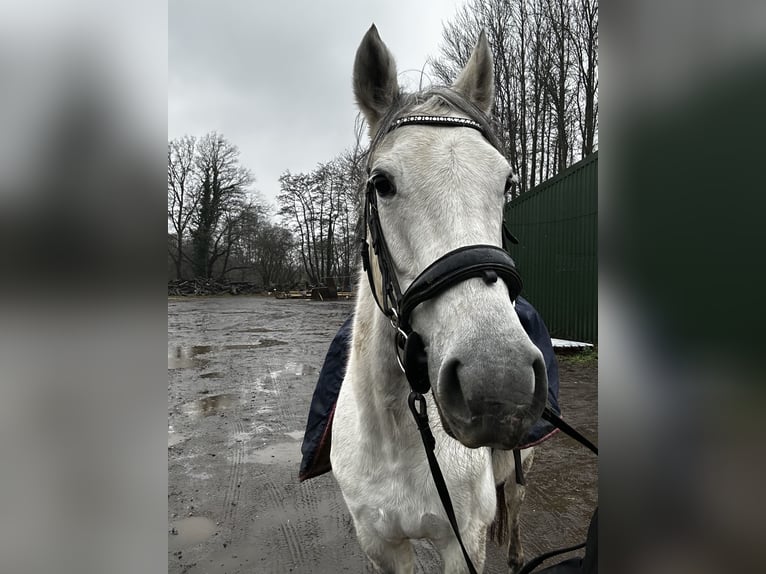 Pur-sang anglais Jument 7 Ans 160 cm Gris in Chobham