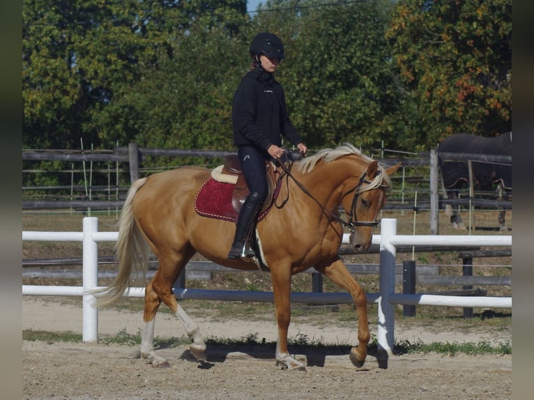 Pur-sang anglais Jument 7 Ans 160 cm Palomino in inn