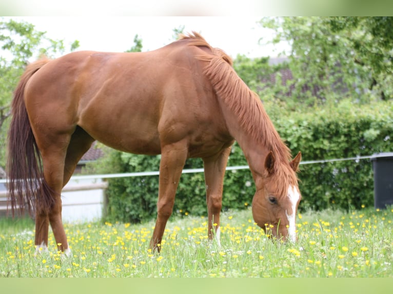 Pur-sang anglais Jument 7 Ans 162 cm Alezan in Zeitlofs