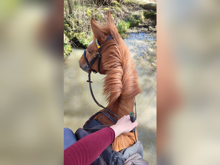 Pur-sang anglais Jument 7 Ans 162 cm Alezan in Zeitlofs