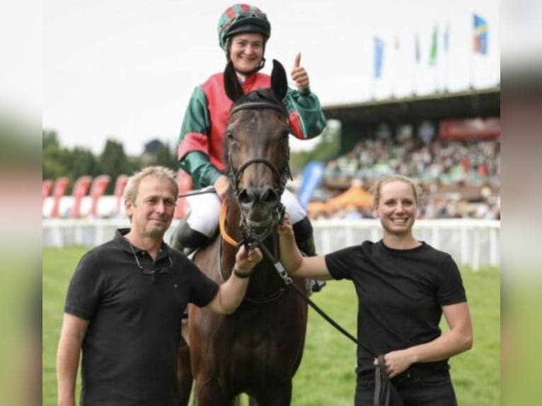 Pur-sang anglais Jument 7 Ans 162 cm Bai brun foncé in Schneverdingen