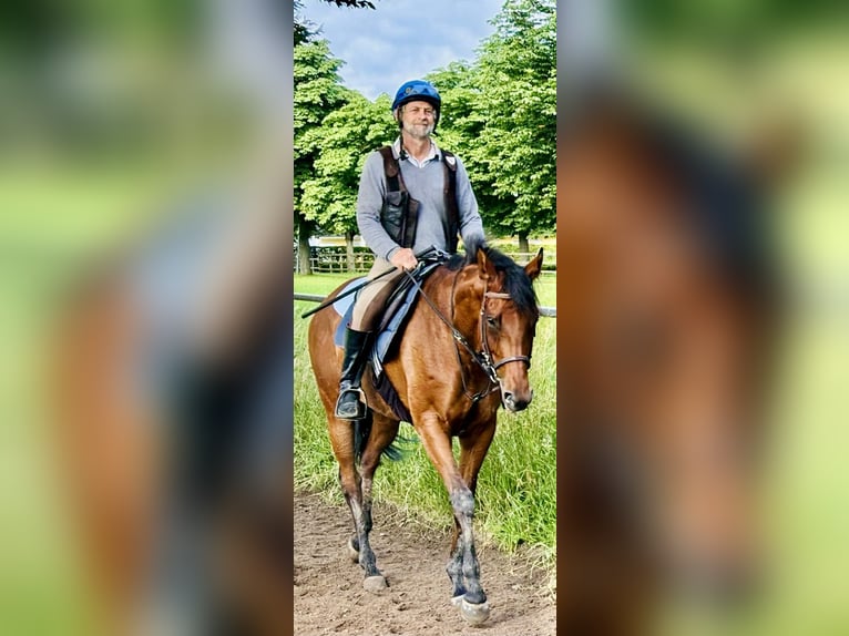 Pur-sang anglais Jument 7 Ans 162 cm Bai in Au am RheinIffezheim