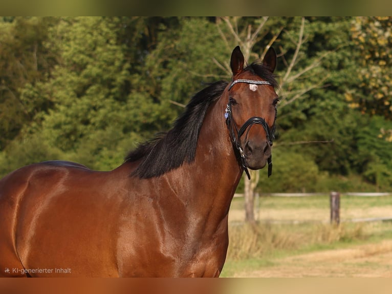 Pur-sang anglais Jument 7 Ans 165 cm Bai in Weeze