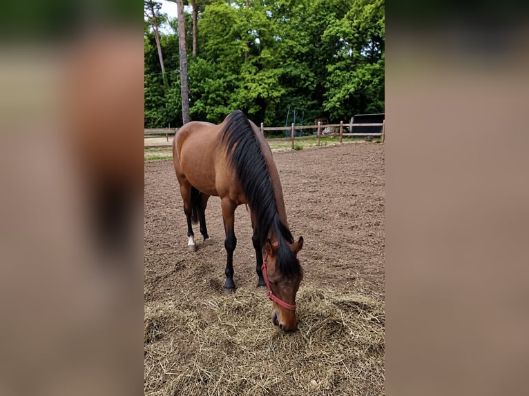 Pur-sang anglais Jument 7 Ans 165 cm  in Hoppegarten