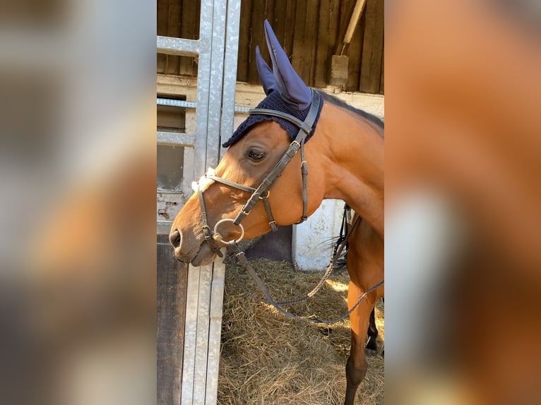 Pur-sang anglais Jument 7 Ans 170 cm Bai in Durmersheim