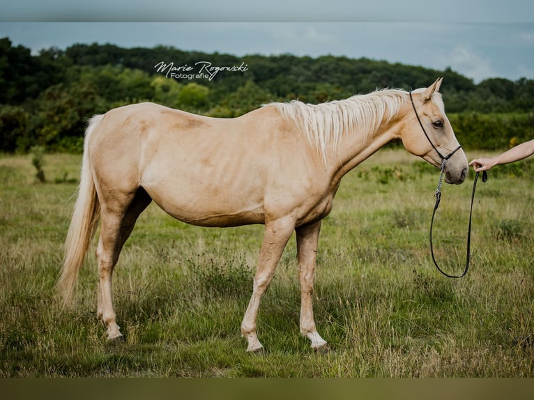 Pur-sang anglais Jument 8 Ans 157 cm Palomino in Beaumont-Pied-de-Buf