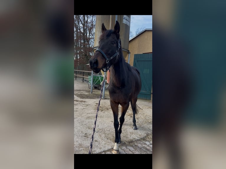 Pur-sang anglais Jument 8 Ans 160 cm Bai brun in Klein Labenz