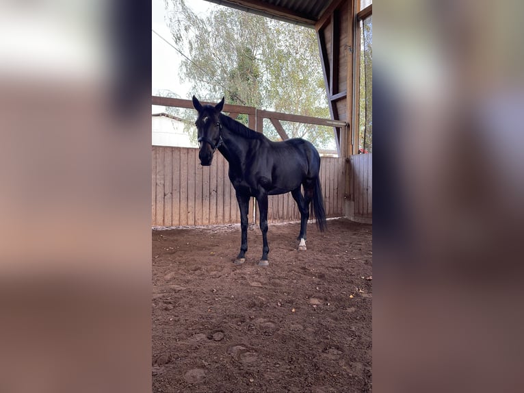 Pur-sang anglais Jument 8 Ans 160 cm Bai brun foncé in Weimar