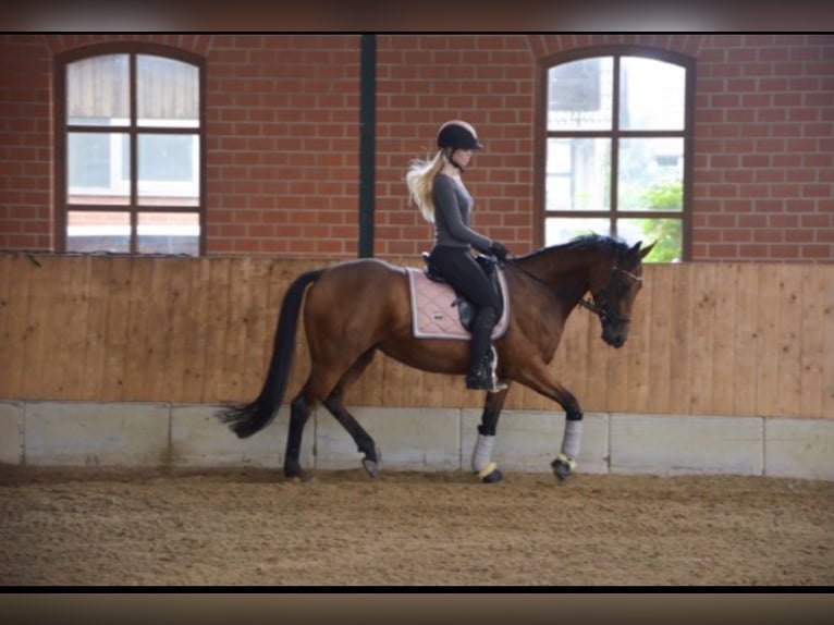 Pur-sang anglais Jument 8 Ans 160 cm Bai in Bad Iburg