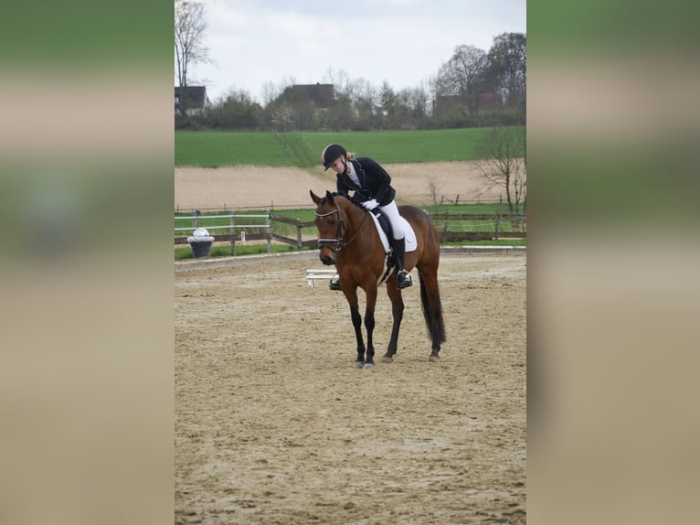 Pur-sang anglais Jument 8 Ans 160 cm Bai in Bad Iburg