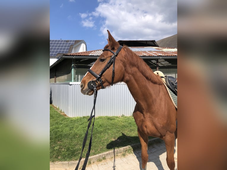 Pur-sang anglais Jument 8 Ans 165 cm Alezan in Bechhofen