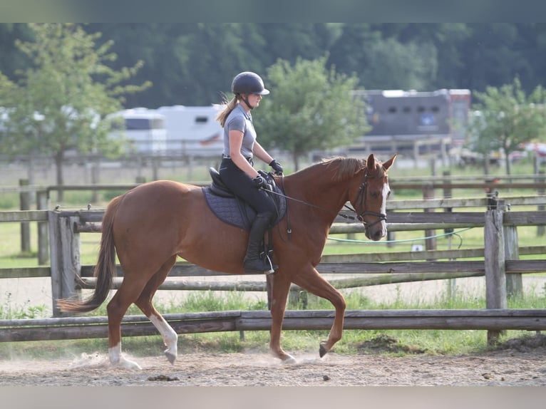 Pur-sang anglais Jument 8 Ans 165 cm Alezan in Warendorf