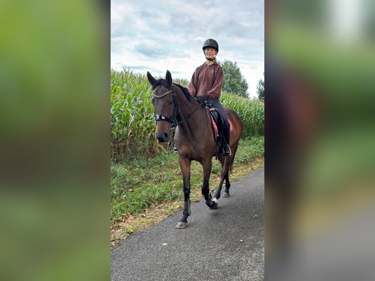 Pur-sang anglais Jument 8 Ans 165 cm Bai in Vreden