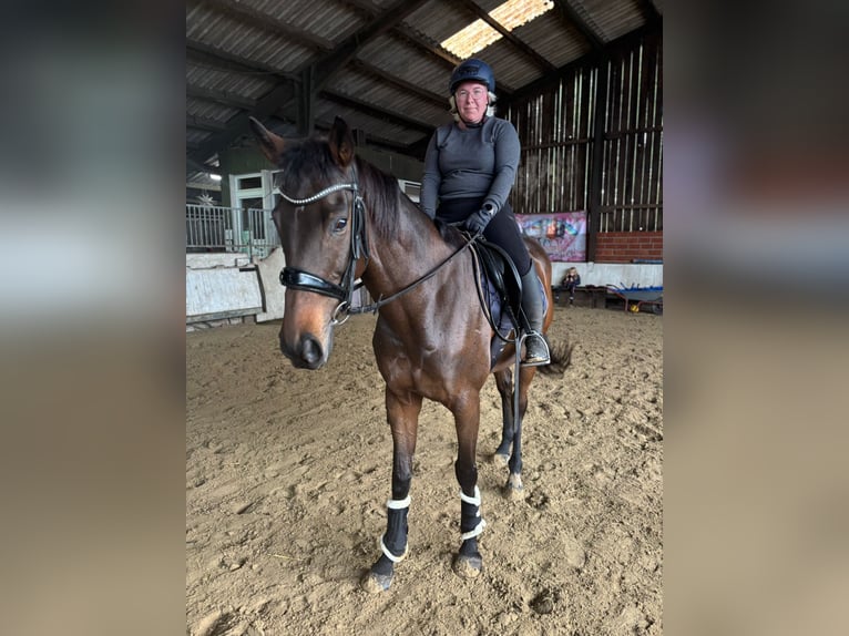 Pur-sang anglais Jument 8 Ans 165 cm Bai in Vreden