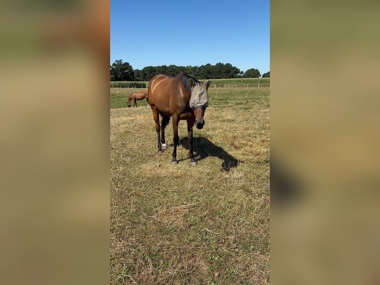 Pur-sang anglais Jument 8 Ans 165 cm Bai in Vreden