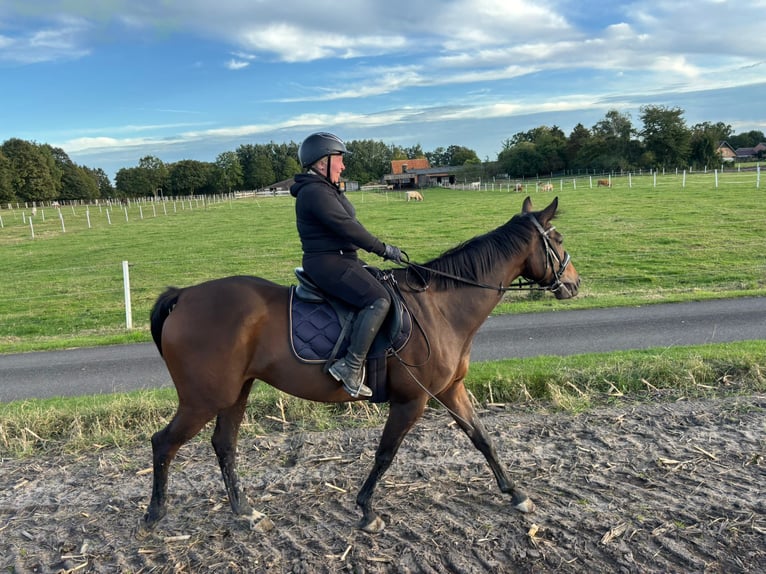 Pur-sang anglais Jument 8 Ans 165 cm Bai in Vreden