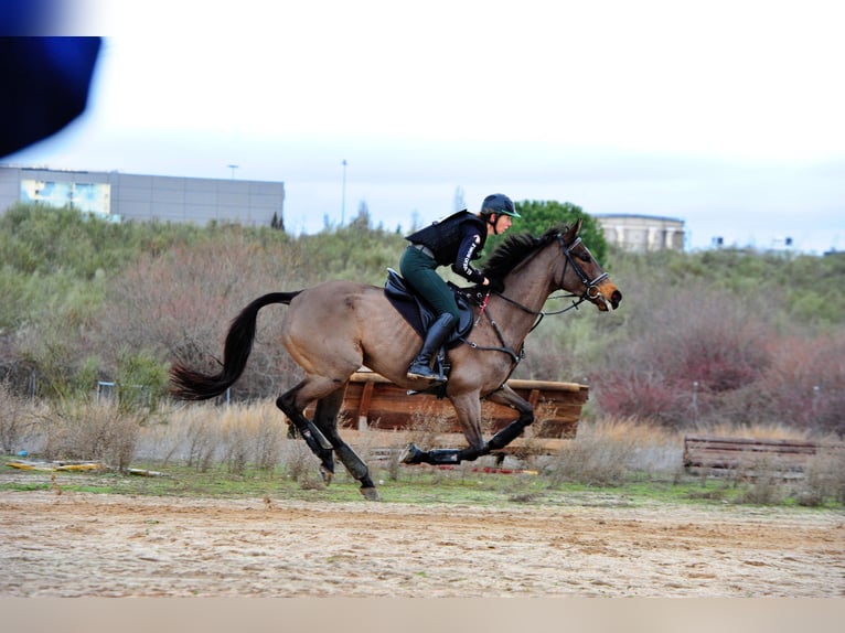 Pur-sang anglais Jument 8 Ans 168 cm Bai brun in Brunete