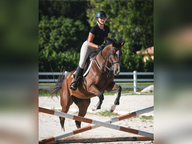 Pur-sang anglais Jument 8 Ans 168 cm Bai cerise in Fort Lauderdale