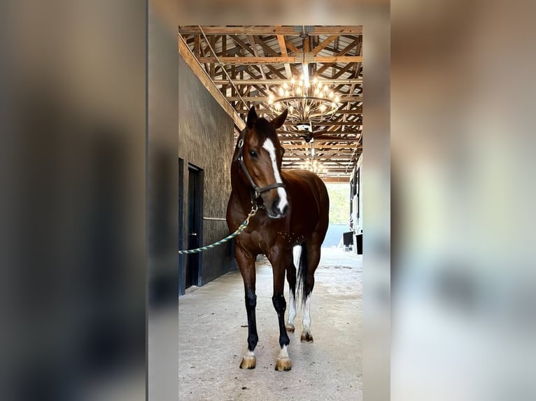 Pur-sang anglais Jument 8 Ans 168 cm Bai cerise in Fort Lauderdale