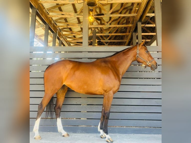 Pur-sang anglais Jument 8 Ans 168 cm Bai cerise in Fort Lauderdale