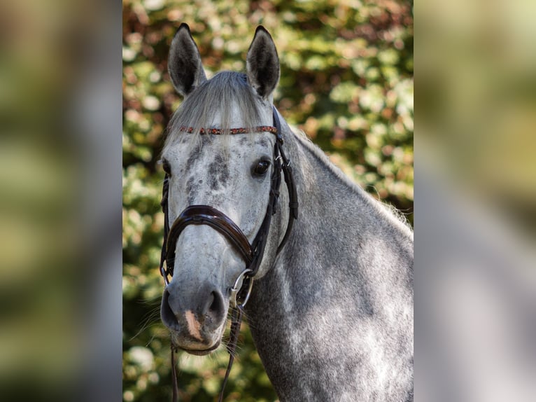 Pur-sang anglais Jument 8 Ans 168 cm Gris in RheinbergRheinberg