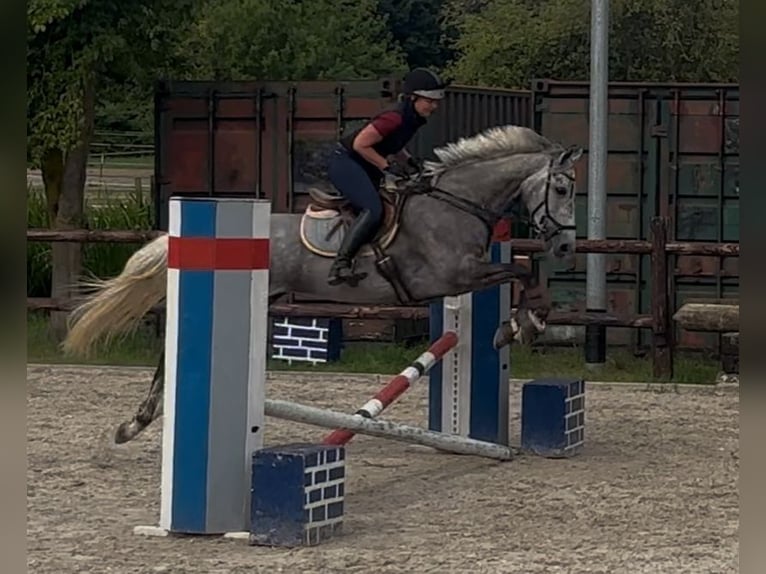 Pur-sang anglais Jument 8 Ans 168 cm Gris in RheinbergRheinberg