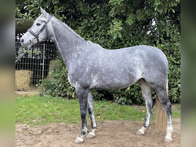 Pur-sang anglais Jument 8 Ans 168 cm Gris in RheinbergRheinberg