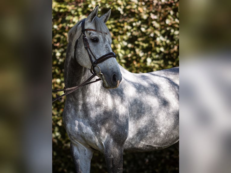 Pur-sang anglais Jument 8 Ans 168 cm Gris in RheinbergRheinberg