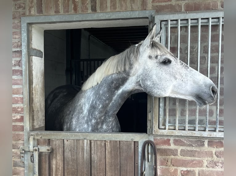 Pur-sang anglais Jument 8 Ans 168 cm Gris in RheinbergRheinberg