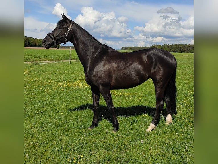 Pur-sang anglais Jument 8 Ans 168 cm Noir in Langenzenn