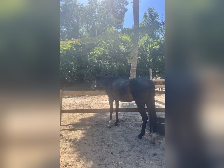 Pur-sang anglais Jument 8 Ans 170 cm Roan-Bay in Hoppegarten