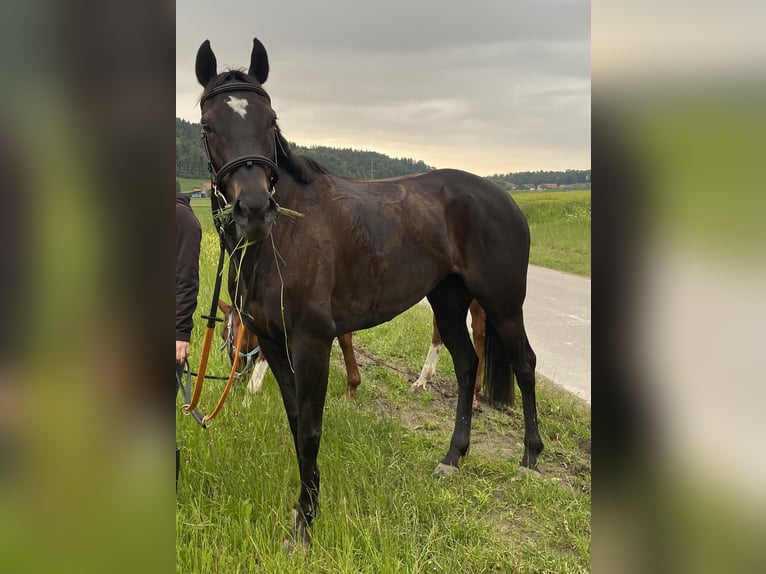 Pur-sang anglais Jument 9 Ans 157 cm Bai brun foncé in Oberstammheim