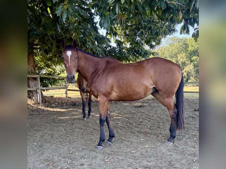 Pur-sang anglais Jument 9 Ans 162 cm Bai in Colnrade