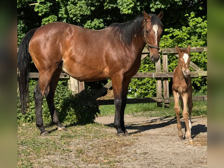 Pur-sang anglais Jument 9 Ans 162 cm Bai in Colnrade