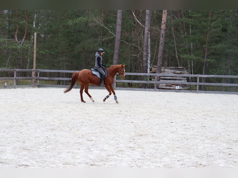 Pur-sang anglais Jument 9 Ans 163 cm in Zossen