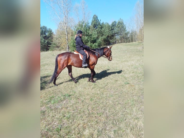 Pur-sang anglais Jument 9 Ans 164 cm Bai in Valverde Del Fresno