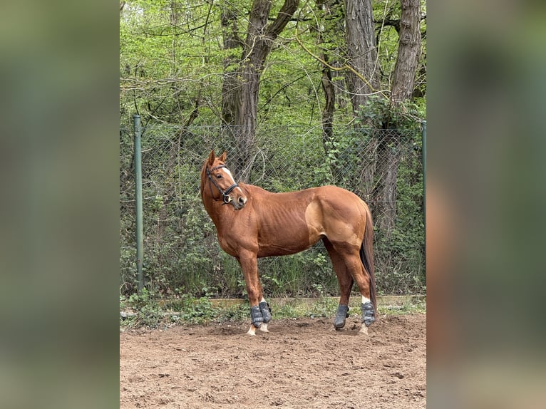 Pur-sang anglais Jument 9 Ans 165 cm Alezan in Rüsselsheim