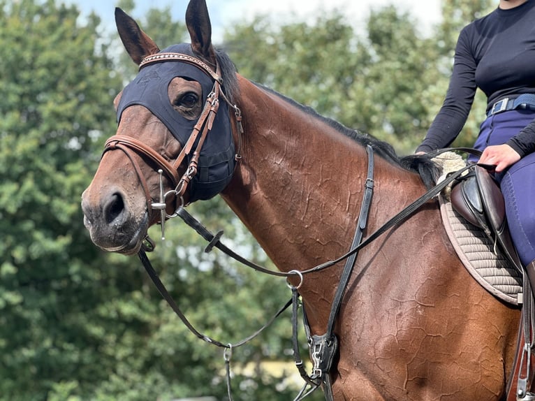 Pur-sang anglais Jument 9 Ans 165 cm Bai in Nieuwediep