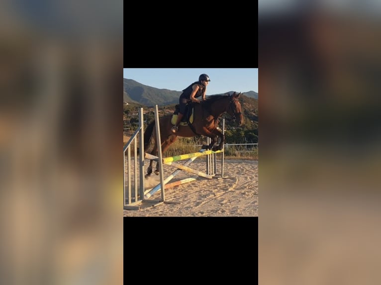 Pur-sang anglais Jument 9 Ans 167 cm Bai in Estepona
