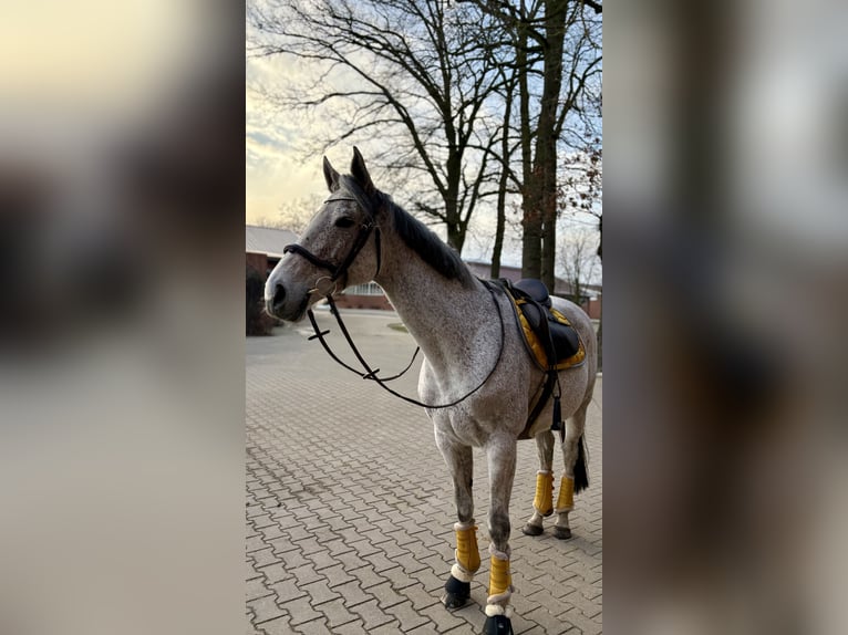 Pur-sang anglais Jument 9 Ans 169 cm Gris moucheté in Hemsloh