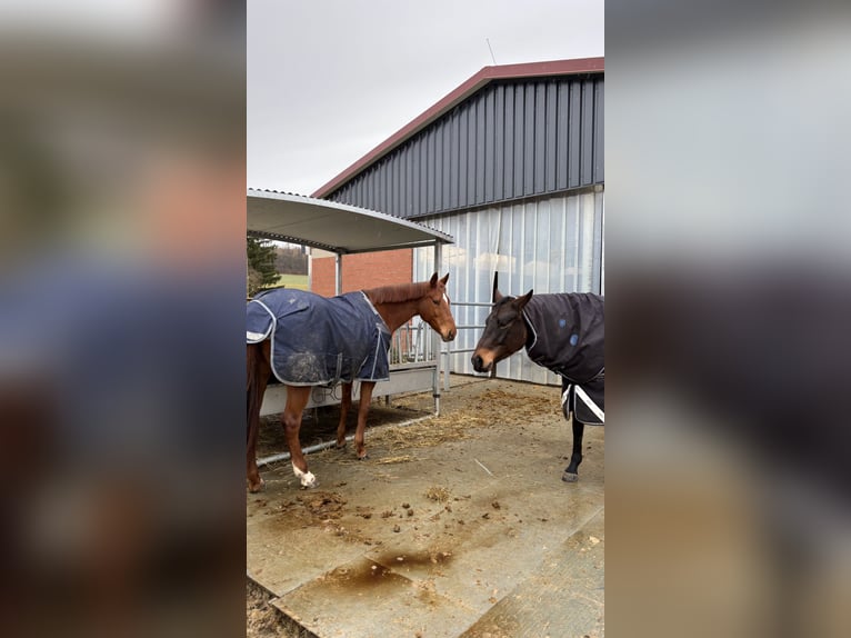 Pur-sang anglais Jument 9 Ans Alezan in Lamspringe